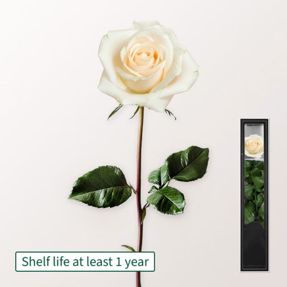 Weiße, langblühende Rose mit Stiel