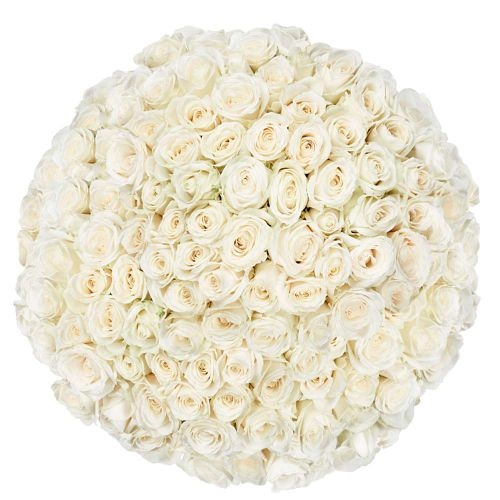 100 Premium-weiße Rosen