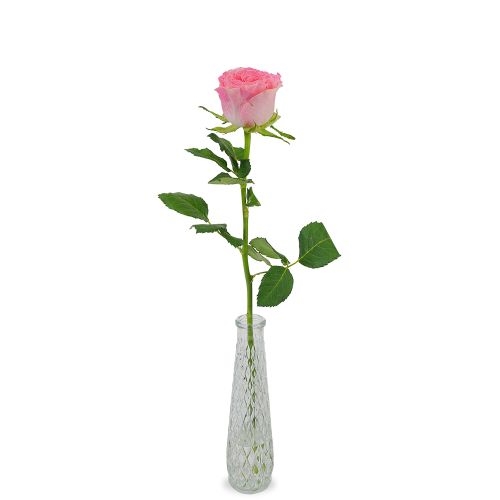 Premium-Rosarose + kostenlose Vase