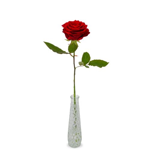 1 Premium-Rote Rose + Vase