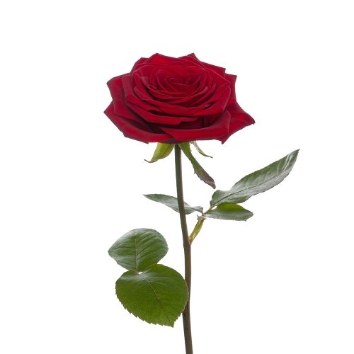 1 Premium-Rote Rose