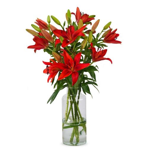 Lilien - Rote Lilien (klein)