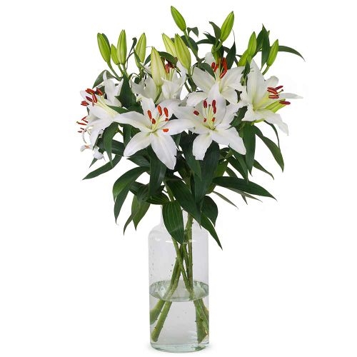 Lilien - Weiße orientalische Lilien (klein)