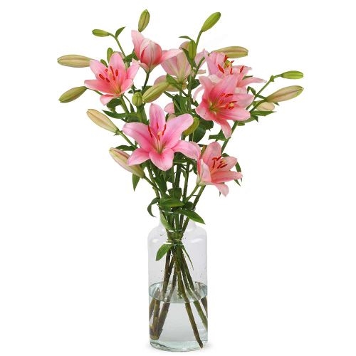 Lilien - Rosa Lilien (klein)