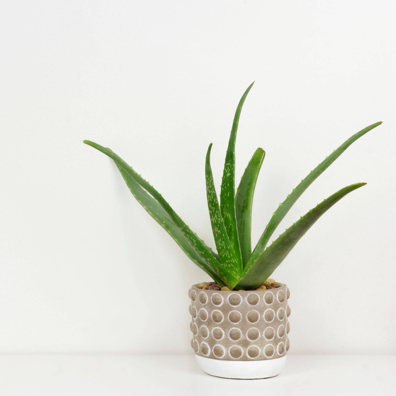 Aloe Vera Pflanze