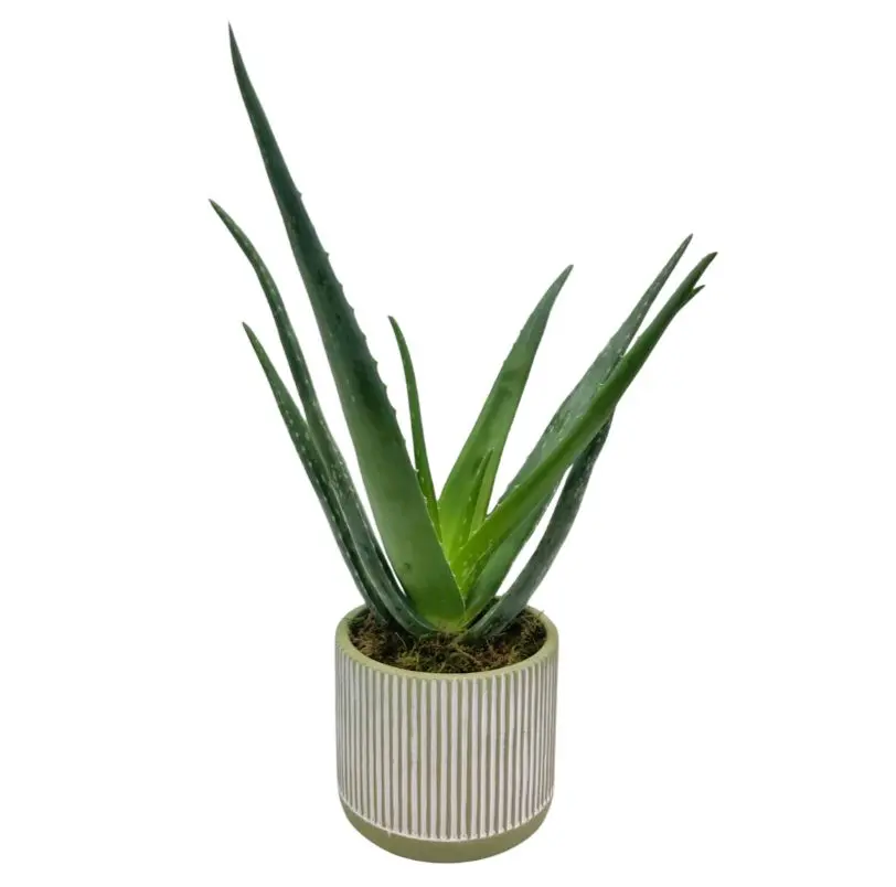 Aloe Vera Pflanze
