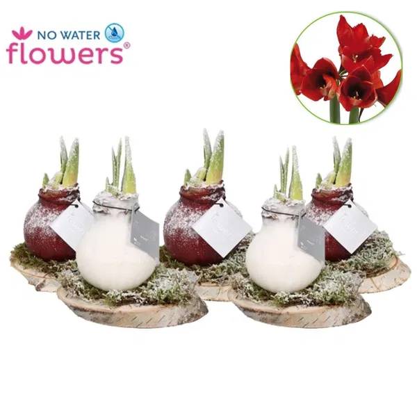 Amaryllis Schnee