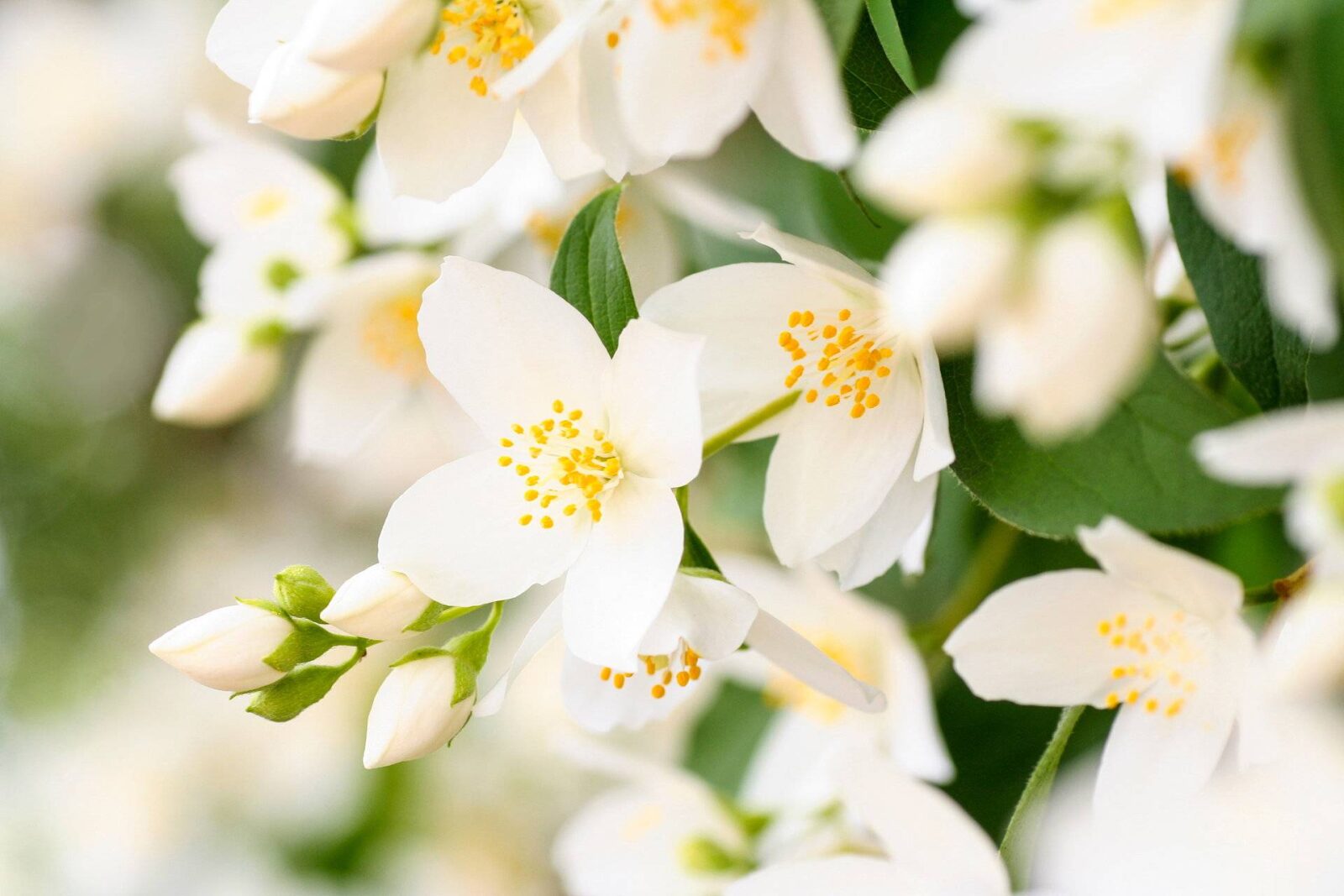 Jasminpflanze