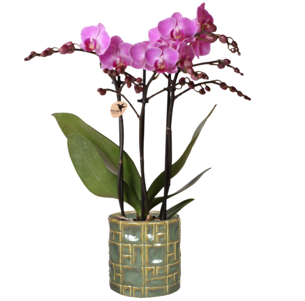 Rosa Orchideenpflanze
