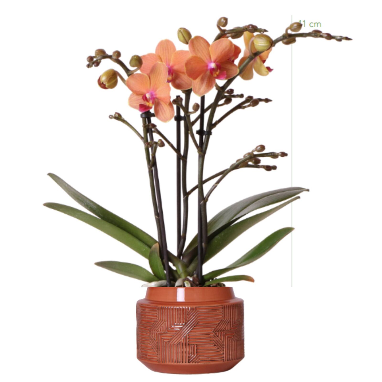 Orangefarbene Orchideenpflanze