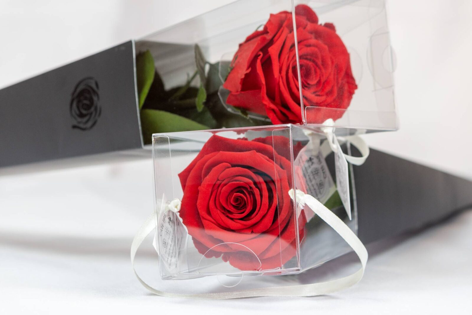 RoseAmor Infinity Rose Lori