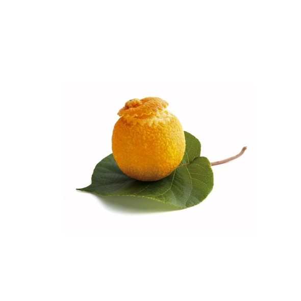 Mandarinensorbets 6 Stk.