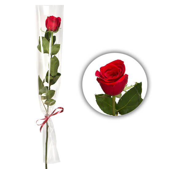 Rote Rose