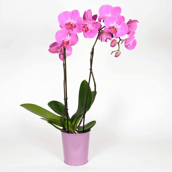 Orchidee "Schmetterling"