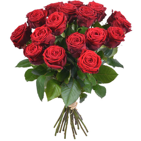 24 rote Rosen