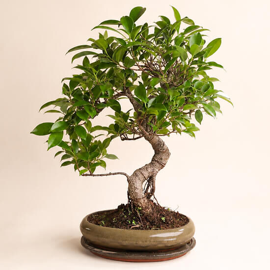 12 Jahre alter Bonsai