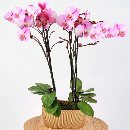 Orchideenzusammensetzung