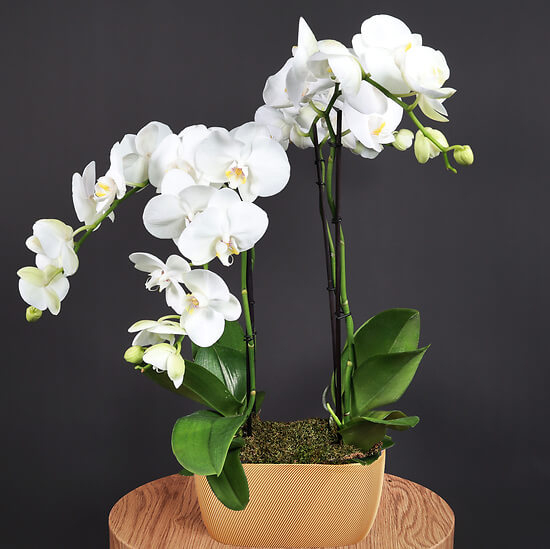 Orchideenzusammensetzung