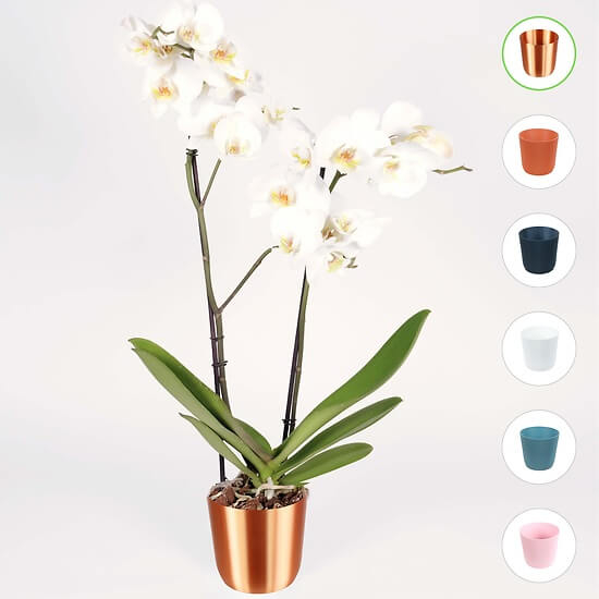 Weiße Orchidee
