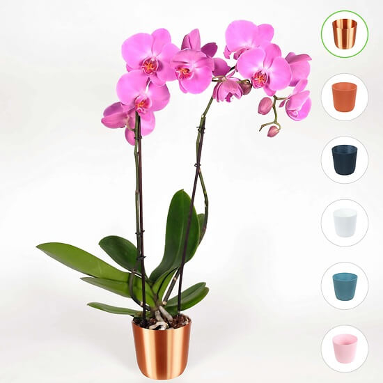 Orchidee "Schmetterling"