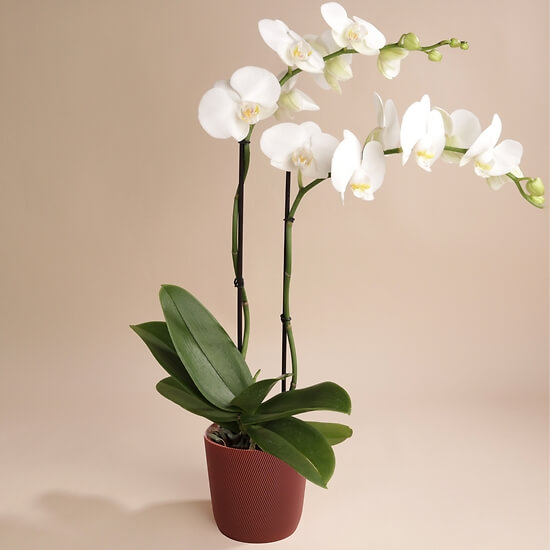 Weiße Orchidee