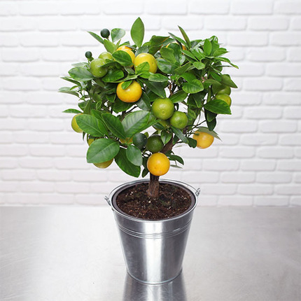 Calamondin-Orangenbaum