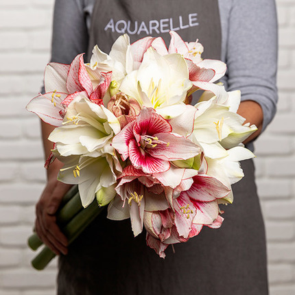 Spectacular Amaryllis (20 flowers)