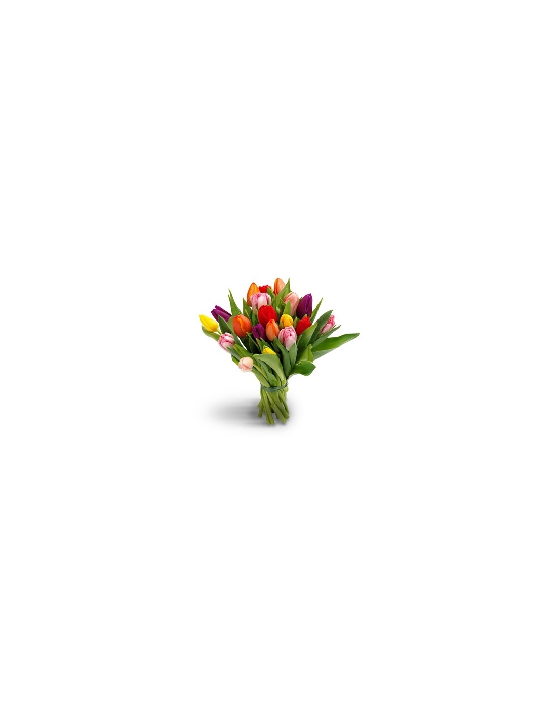 Tulipa (Small)