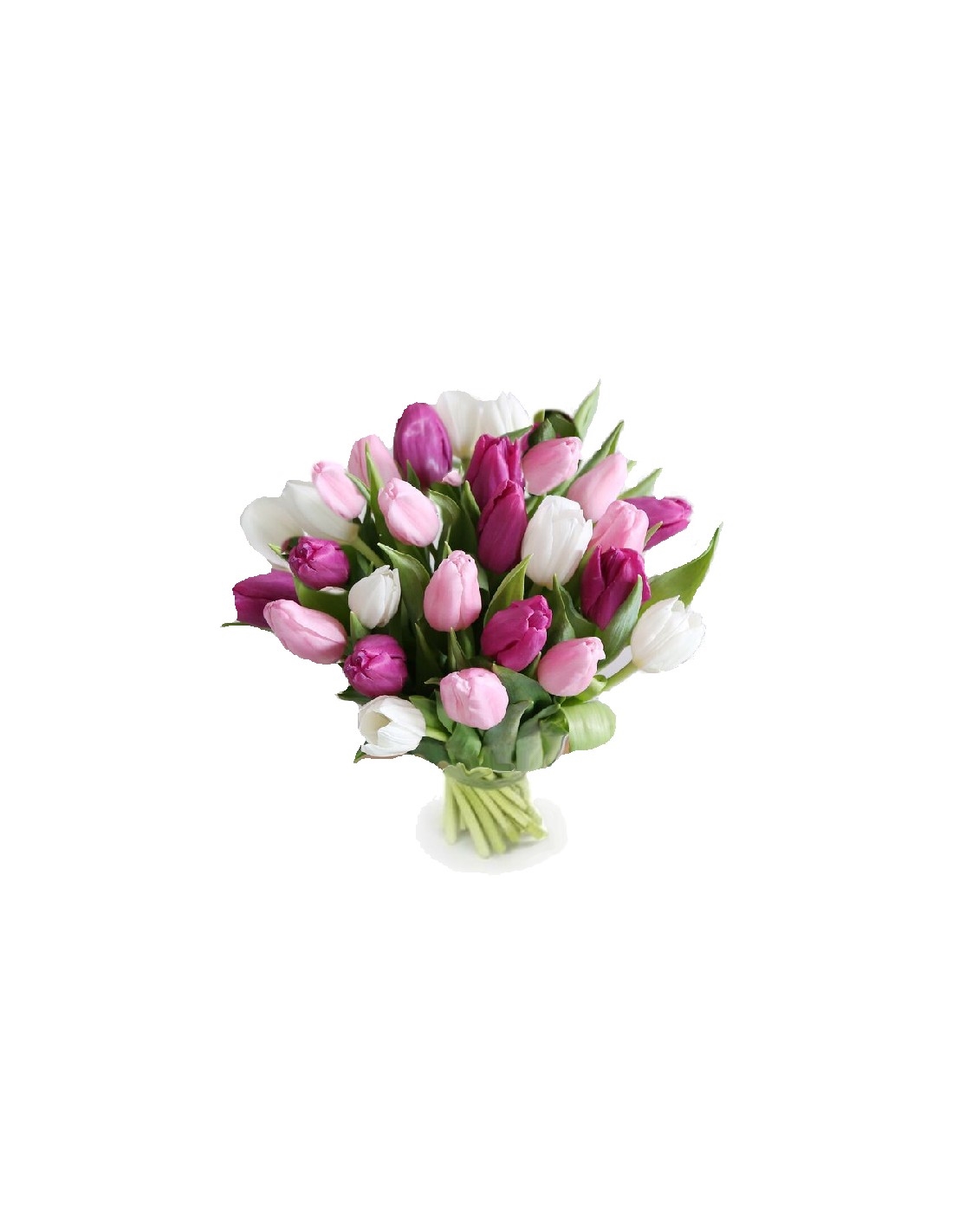Tulipa furiosa (Klein)
