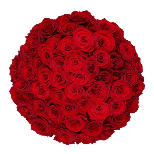 50X rote Naomi-Rosen