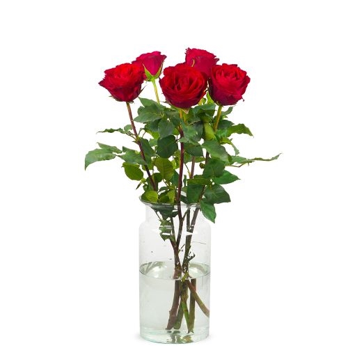 5 rote Rosen