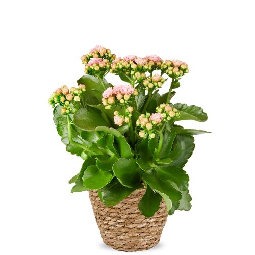 Kalanchoe H30