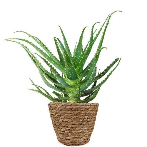 Aloe arborescens
