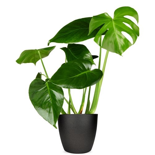 Monstera-Pflanze