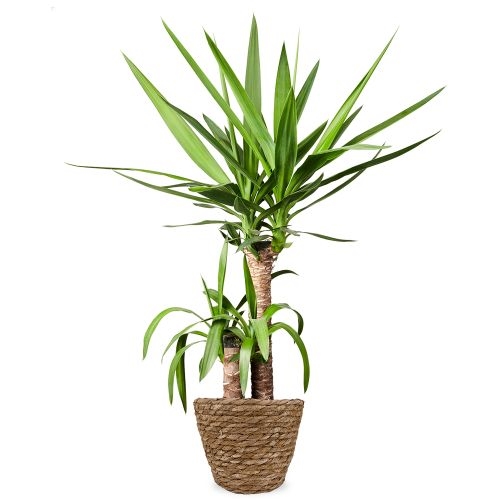 Yucca-Pflanze 80 cm