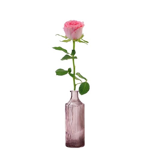 Premium rosa Rose + Vase