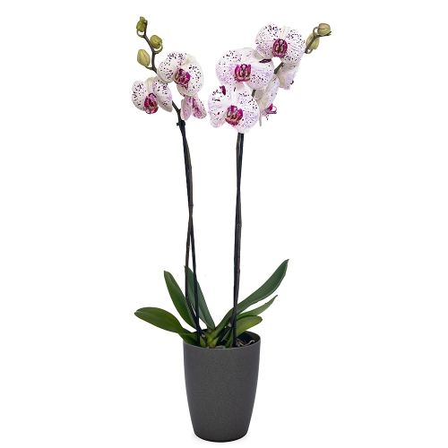 Lila gefleckte Orchidee