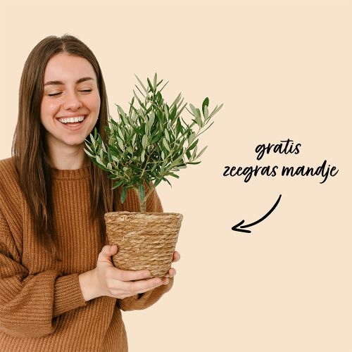 Olivenbaumstrauch 35 cm + gratis Korb