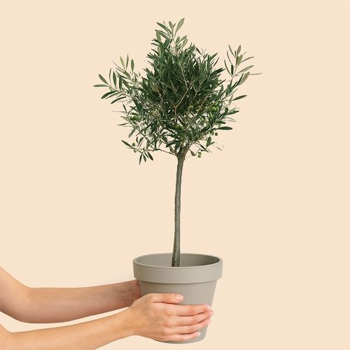 Großer Olivenbaum, 100 cm