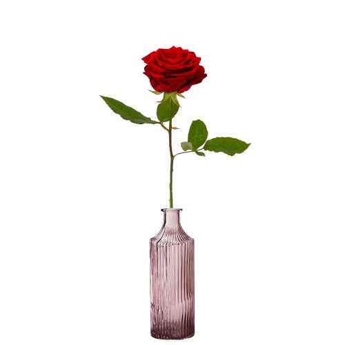 1 Premium-Rote Rose + Vase