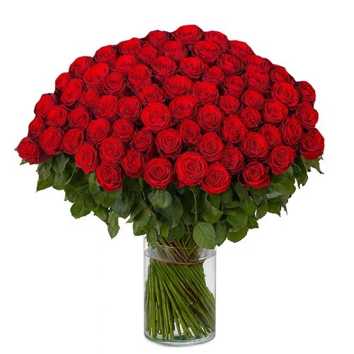 100 rote Rosen - Madam Red (60 cm)