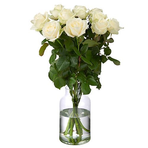 10 Premium-Rosen der Sorte „White Avalanche“