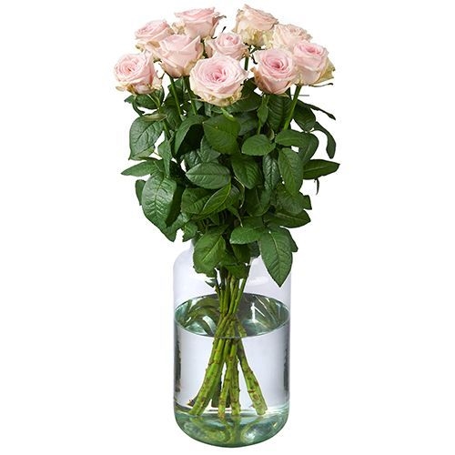 10 rosa Rosen Premium
