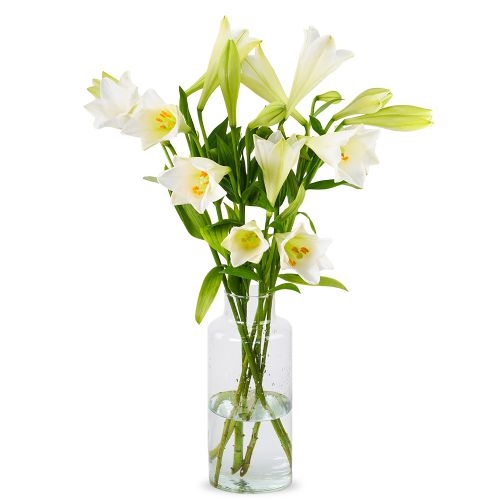 Lilien - Weiße Himmelslilien (Klein)