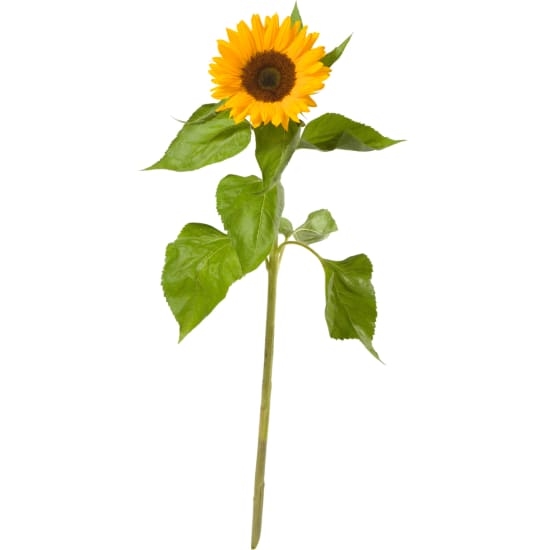 Eine kleine Sonne (1 Sonnenblume)