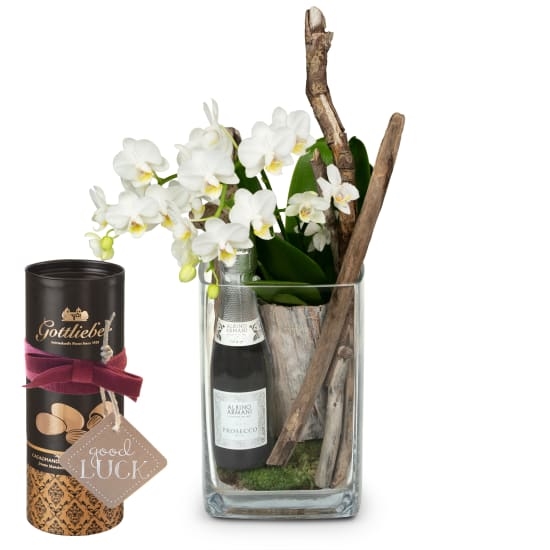 Natürlich und exquisit (Orchideenpflanze) mit Prosecco Albino Armani DOC (20 cl) mit Gottlieber Kakaomandeln und hängendem Geschenkanhänger «Good Luck»