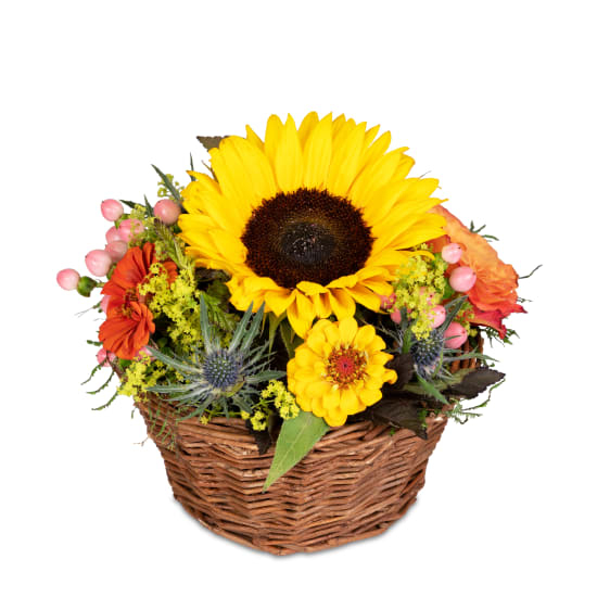 Sonniger Kuss (Minimum)
