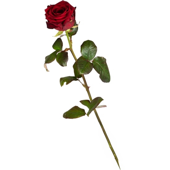 1 rote Rose