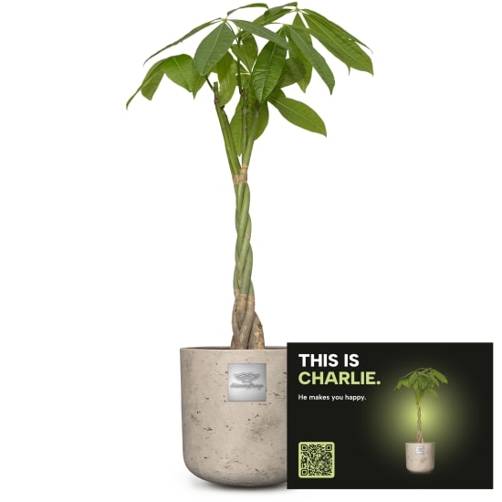 Mannerpflanze «This is Charlie» (Pachira aquatica)
