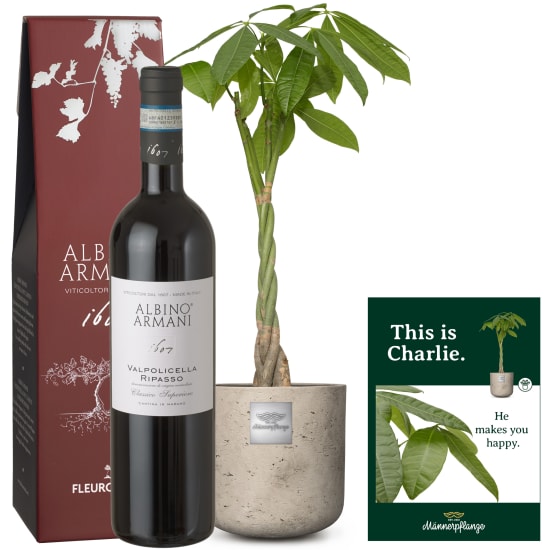 Das ist Charlie (Pachira aquatica) mit Ripasso Albino Armani DOC (75 cl)